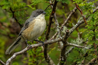 MONTERITA CABEZA NEGRA (Microspingus melanoleucus) - (Inmaduro) La Coronilla - ROCHA (Marzo 2017)